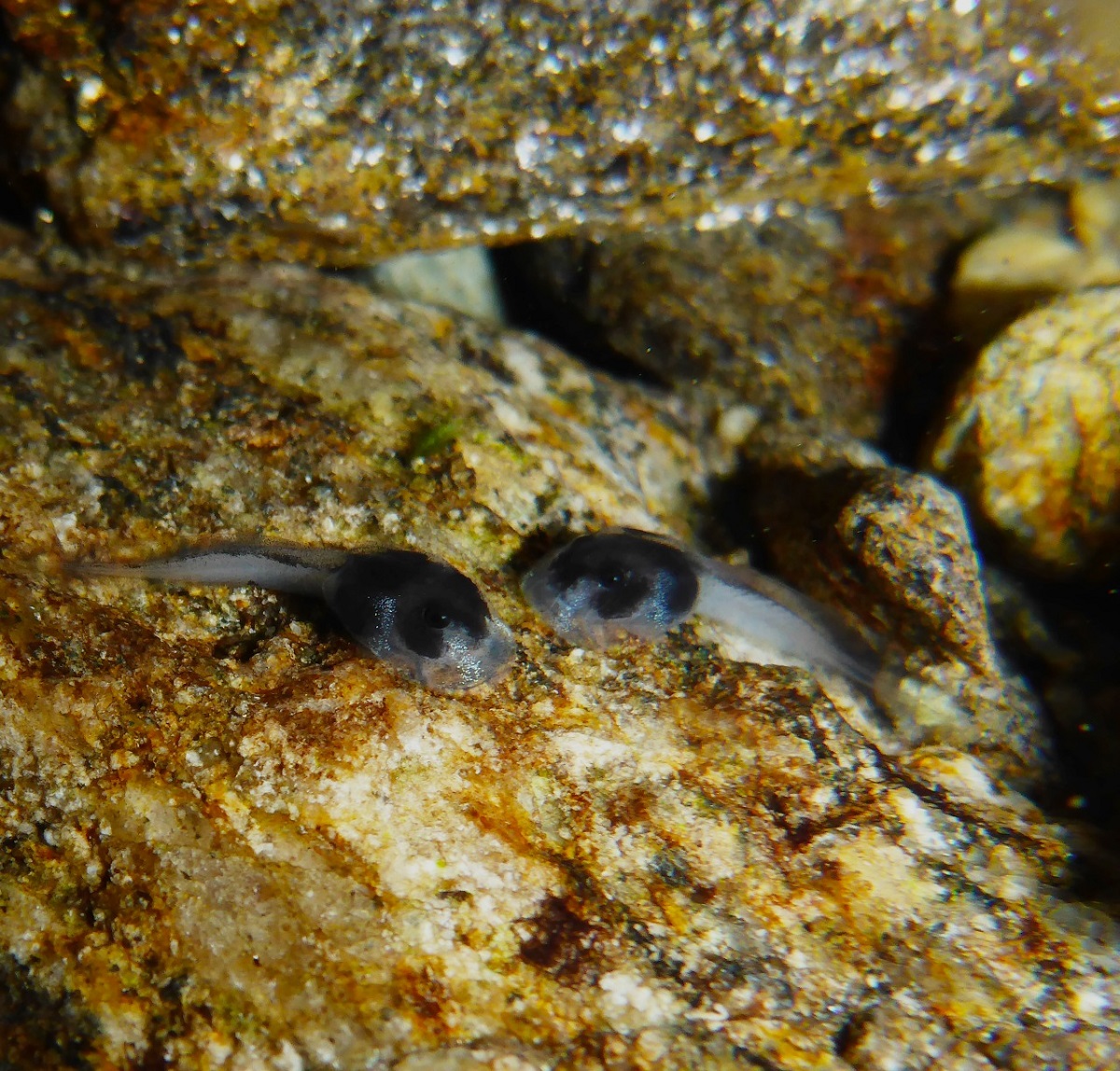 UNIMAGDALENA enfoca investigación en salvaguardar la especie de la Rana Arlequín