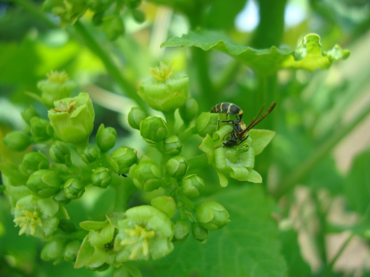 UNIMAGDALENA inició primera cohorte de la Maestría en Ciencias Agraria