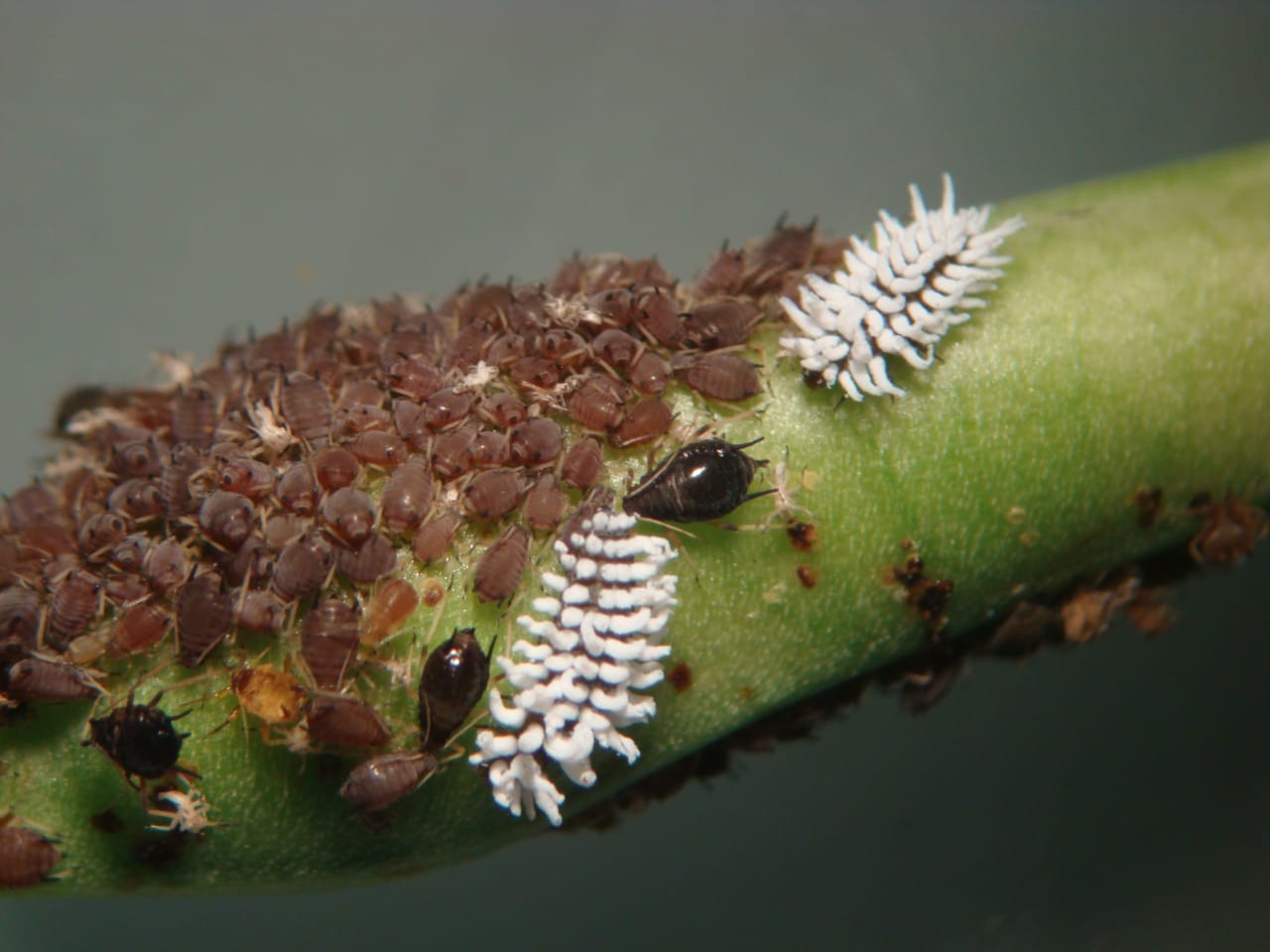 UNIMAGDALENA inició primera cohorte de la Maestría en Ciencias Agraria