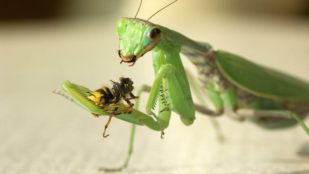 UNIMAGDALENA impulsa el estudio de los insectos en la Sierra Nevada de  Santa Marta Universidad del Magdalena