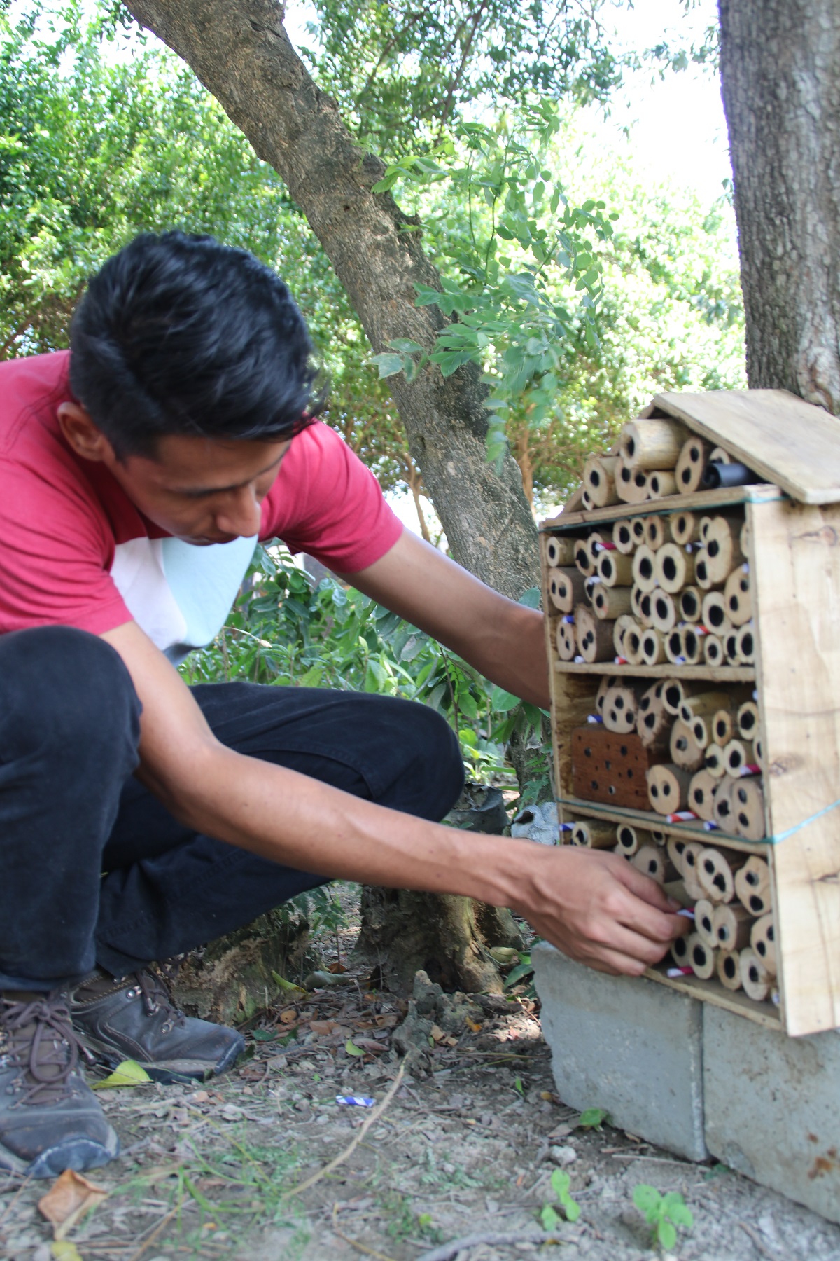 UNIMAGDALENA instala hoteles de abejas para estudiar especies solitarias y buscar su conservación