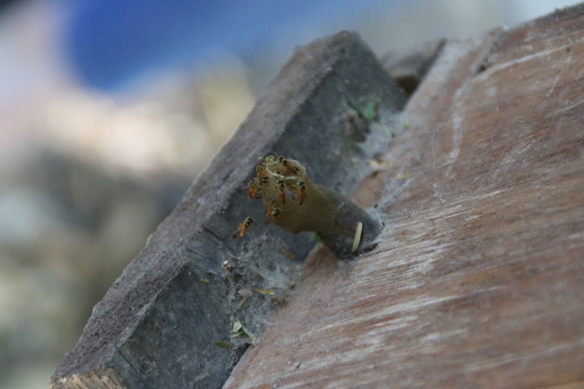 UNIMAGDALENA instala hoteles de abejas para estudiar especies solitarias y buscar su conservación