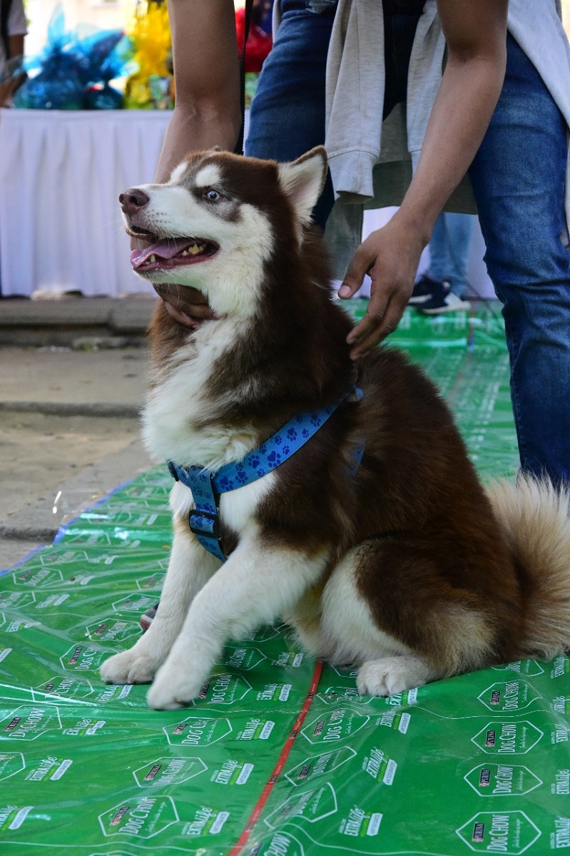 UNIMAGDALENA fue escenario para el Segundo Desfile Canino y Primera Feria Felina