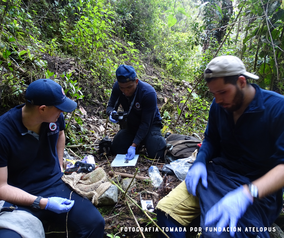 Docente y egresados de UNIMAGDALENA redescubren la ‘Rana Arlequín de la Noche Estrellada’ en la Sierra Nevada de Santa Marta