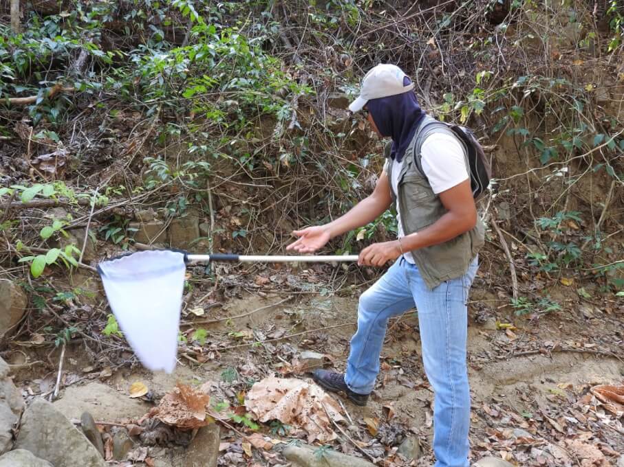 Docente de UNIMAGDALENA hizo parte del descubrimiento de cuatro nuevas especies de moscas
