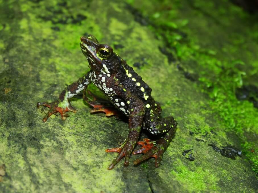 UNIMAGDALENA enfoca investigación en salvaguardar la especie de la Rana Arlequín
