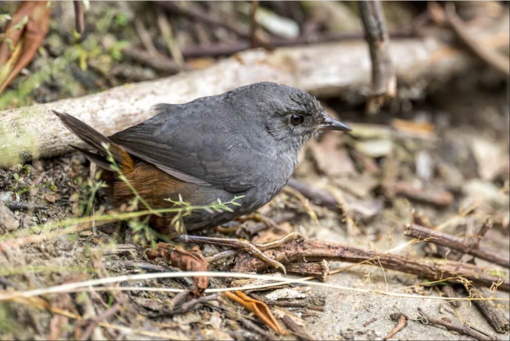La Scytalopus latebricola (tapaculo ratón) se convirtió en uno de los registros más valiosos de la jornada, pues no solo se logró su avistamiento, sino la captación de su canto. (Foto: eBird.org)